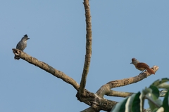Thamnophilus doliatus