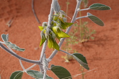 Crotalaria cunninghamii