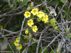Tropaeolum brachyceras