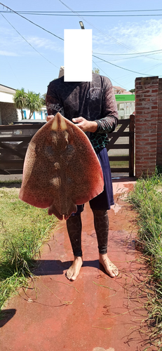 Ray (Atlantoraja castelnaui) — Arhynchobatidae — 5