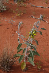 Crotalaria cunninghamii