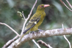 Oriolus flavocinctus