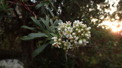 Escallonia resinosa