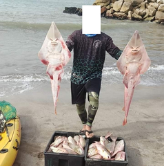 Pseudobatos horkelii