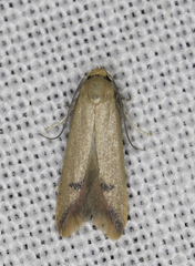 Tachystola hemisema