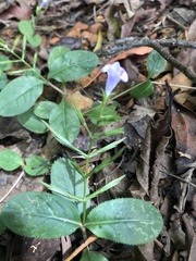 Bonnaya ruelloides