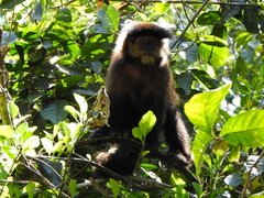 Sapajus nigritus
