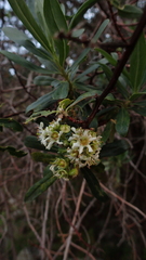 Escallonia resinosa