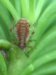 Cinara pilicornis