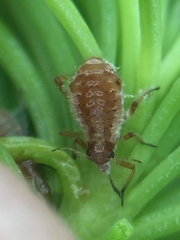 Cinara pilicornis