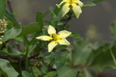 Sphinctanthus microphyllus