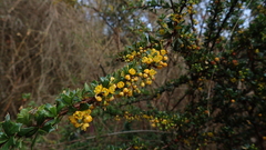 Berberis darwinii
