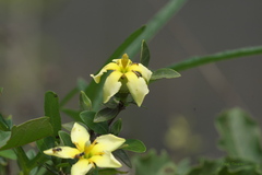 Sphinctanthus microphyllus