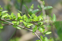 Sphinctanthus microphyllus