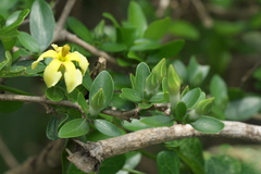 Sphinctanthus microphyllus