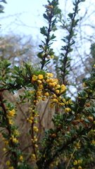 Berberis darwinii
