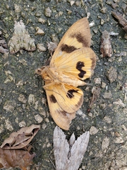 Eudocima serpentifera