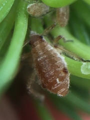 Cinara pilicornis