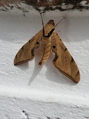 Protambulyx strigilis