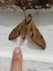 Protambulyx strigilis