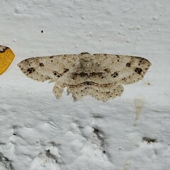 Melanolophia