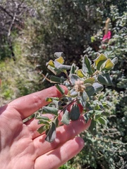Lonicera