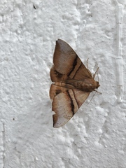 Poaphilini