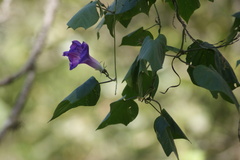 Ipomoea indica