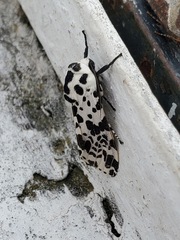 Hypercompe permaculata