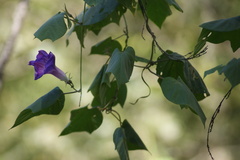 Ipomoea indica
