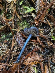 Entoloma subcarneum
