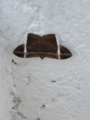 Hemeroblemma mexicana