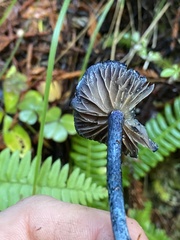 Entoloma subcarneum