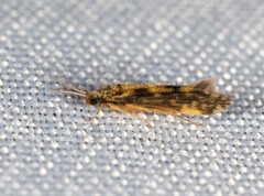 Hydroptilidae