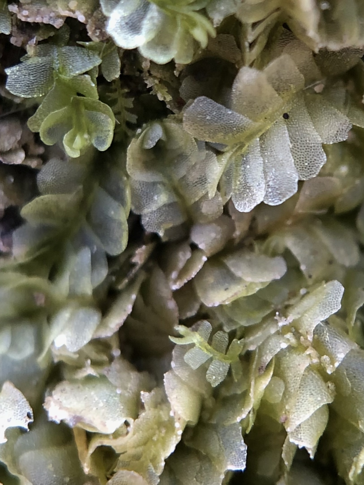 Chiloscyphus pallescens var. pallescens