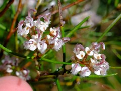 Grevillea umbellulata