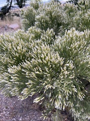 Baccharis