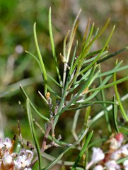 Grevillea umbellulata