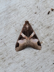 Melipotis fasciolaris