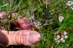 Grevillea umbellulata