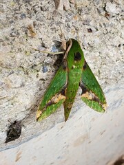 Xylophanes chiron