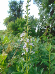 Teucrium