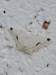 Sericoptera mahometaria