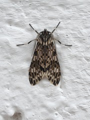 Lepidoptera