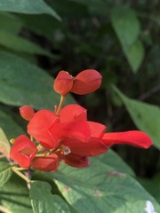 Salvia sessei