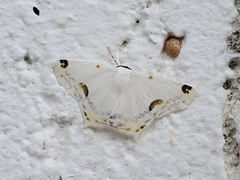 Sericoptera mahometaria