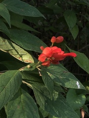 Salvia sessei
