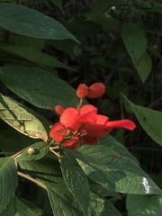 Salvia sessei