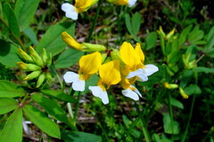 Hosackia pinnata