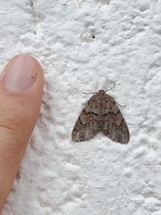 Geometridae